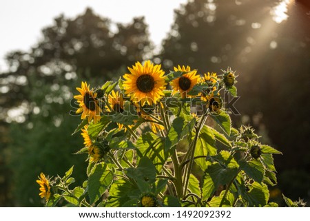 Big healthy sunflowers bloom in summer on a California farm