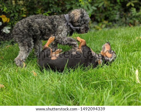 Fighting playing dogs, poodle and dachshound, doxie
