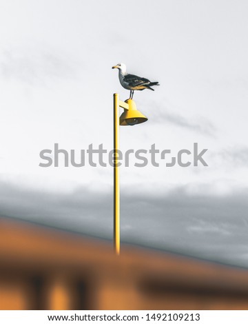Beach Swallow/bird/pelican with dark mood and yellow detail - Flying and freeze frame of a bird on a cloudy sky and nature.