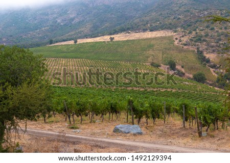Chilean Vineyard - Santiago, Chile