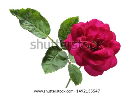 red rose flower with leaves on isolated white background