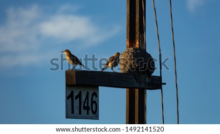 Pair of furnarius birds (horneros) standing outside their mud nest located on a pole. A sign with the number 1146