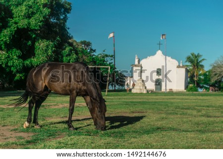 Black horse eating grass during the daylight in a field in front of the simple and white Quadrado church, in Trancoso, Bahia, Porto Seguro, with palm trees, native vegetation and visitors