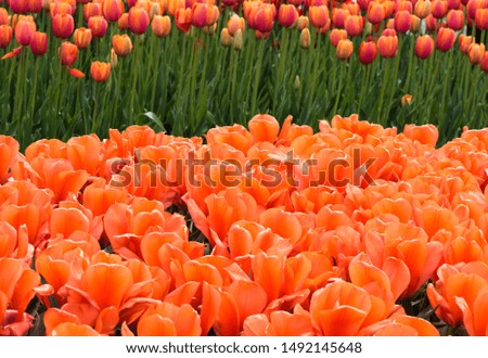 Blooming orange red tulip flower background in summer outdoor garden