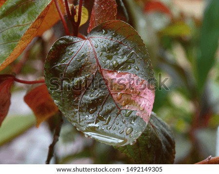 Closeup of a colorful leaf dripping with water from the rain