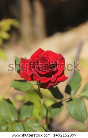 morning rose.shoot with canon 60d sigma24-70mm..location kg.himbaan ranau sabah Royalty-Free Stock Photo #1492152899