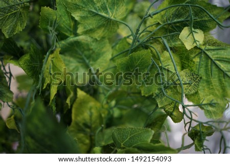 Green leaves close-up photo with shallow depth of field. Green leaves texture.