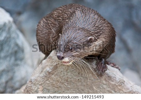 Oriental Small-clawed Otter (Aonyx cinerea) 