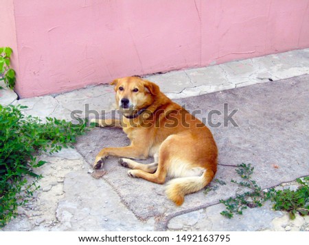 cute red dog in the yard. Stock photo
