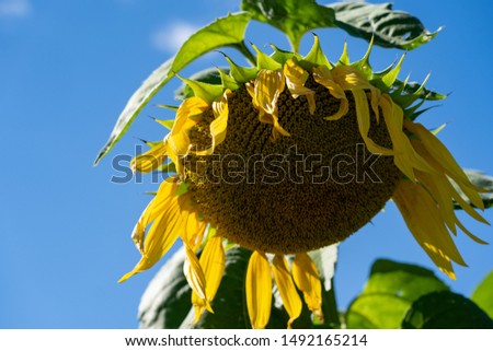 Wilting, dying sunflower in a field on a sunny day, concept for end of summer