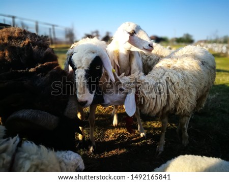 Cute sheep that live together sheep