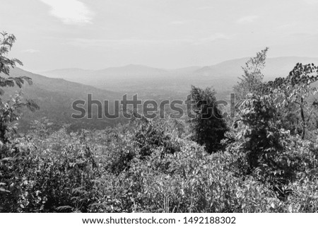 The view is taken from the height of the forest, which has many species of rainforest trees in the tropics. Is a picture of black and white