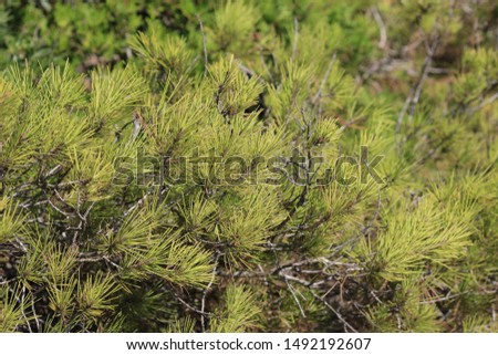 Natual background with close picture of green pines