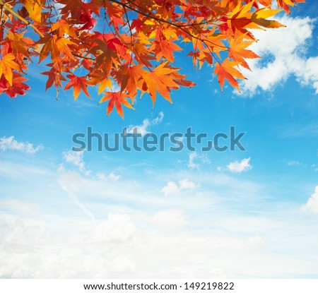 Colorful Autumn Leaves against blue sky Royalty-Free Stock Photo #149219822