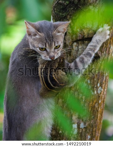 cat with its prey in a tree