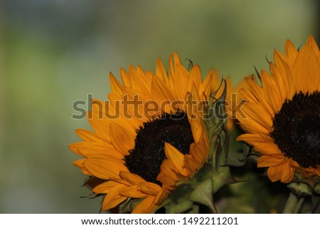 Stock photo of sunflowers in focus