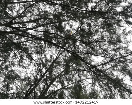 
Treetop background shadow leaves light from the sky