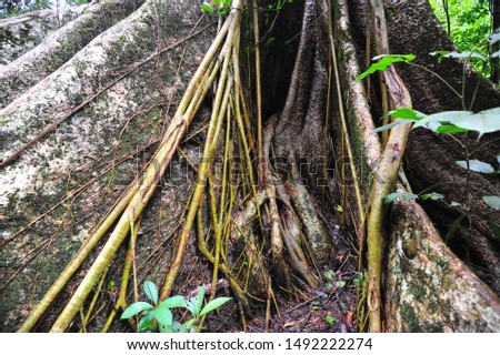 Buttress roots details of giant tree Tetrameles nudiflora  in tropical rainforest Khaoyai national park during rainy season