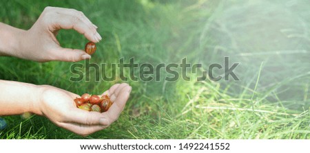 Banner. Gooseberry. Two female hands. In one hand lies a red gooseberry, in the second hand one gooseberry berry.  The sun shines on hands with gooseberries. The harvest of berries. Summer