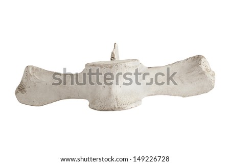 Top big whale bone isolated on white background