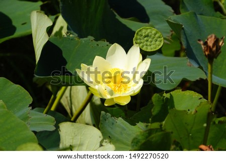 Water Lily Pad Flower bloomed to capture sun light
