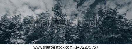 Pine trees covered with snow in cloudy weather. Rural landscape, panorama. Web banner. Christmas weather. Natural Background.