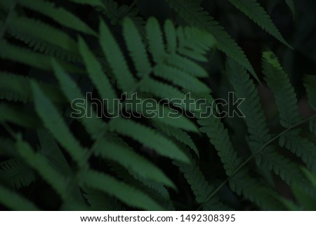 Fern leaves close view looking like wall paper.The leaves of ferns are often called fronds. Fronds are usually composed of a leafy blade and petiole (leaf stalk)