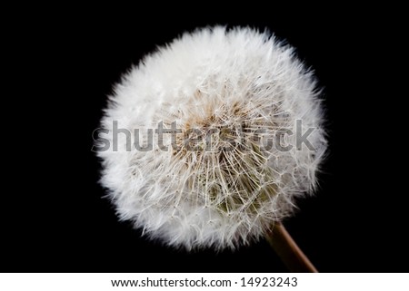 white dandelion isolated on black background