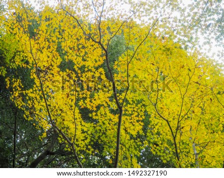 Beautiful colorful yellow maple tree branch under sunlight for background with copy space, Japan