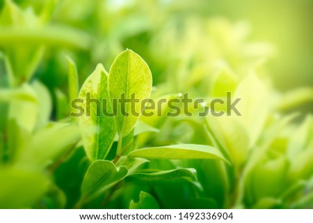 Natural green background with golden light garden with copy space using as background