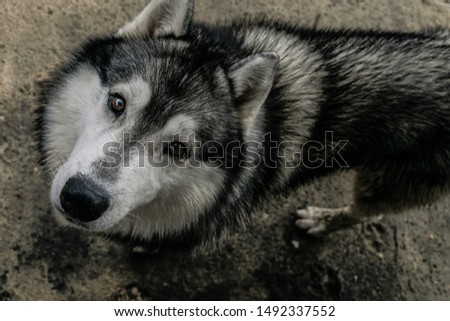 Downwards perspective of a big, cute and adult Siberian Husky mixed dog, with hazel eyes and black, white and grey fur, looking deeply into the camera with a concrete background floor