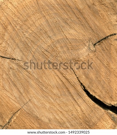 Light grungy cut wood with traces of saw teeth. Wood texture, close up