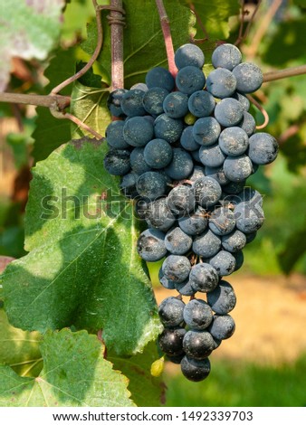 Ripe bunch of Lambrusco di Modena grapes, with branches and leaves of a plant, at the time of harvest, Italy