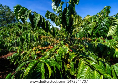 Robusta and arabica coffee berries on tree in farm, Gia Lai, Vietnam 
