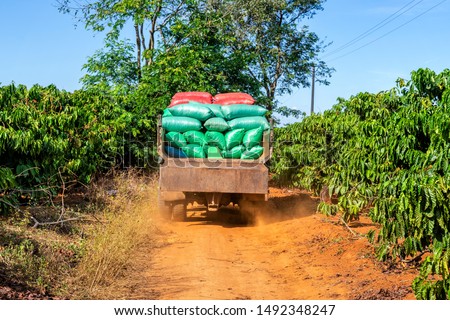 Harvest Robusta and arabica coffee berries in farm, Gia Lai, Vietnam 