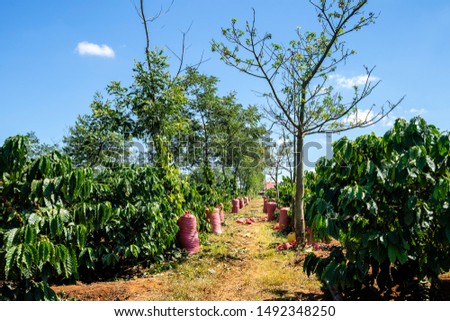 Harvest Robusta and arabica coffee berries in farm, Gia Lai, Vietnam 