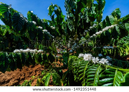 Flower of Robusta and arabica coffee berries on tree in farm, Gia Lai, Vietnam 