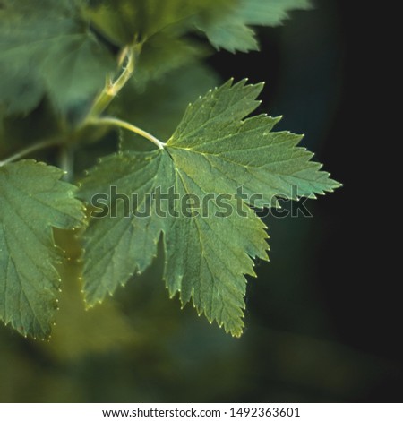 Leaf of the currant Bush closeup and blurred background