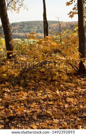 Autumn, yellow bush in the forest.  A lot of autumn foliage yellow and red.