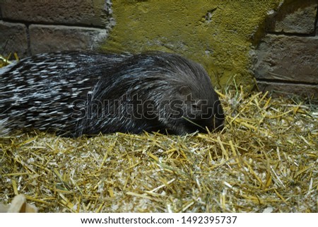 gray porcupine in a children's contact zoo
