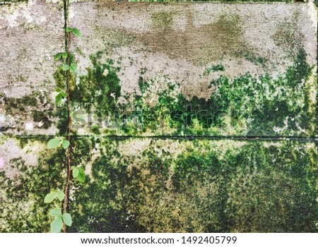 The old wall with water stains until there was moss 