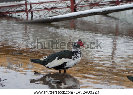 Beautiful Muscovy duck isolated, surrounded with water reflections, on a river bank in Winter