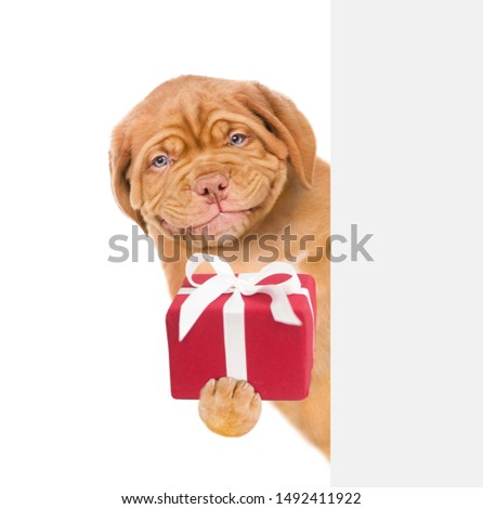 Smiling puppy holding gift box behind empty white banner. isolated on white background