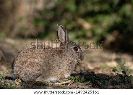 Adult rabbit eating in winter