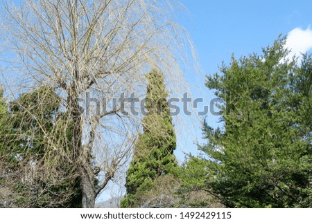 Trees and branches in the park.