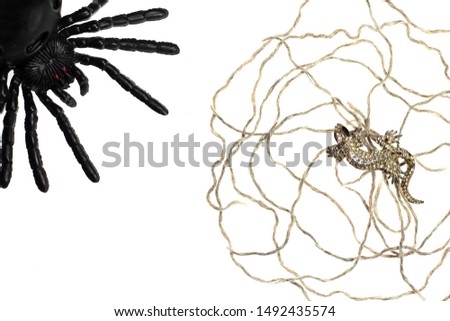 spider and spider web with lizard on a white background