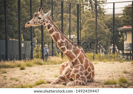 Giraffe in the zoo. An animal in captivity. The animal in the zoo.