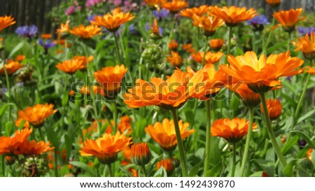 Bright calendula flowers on a flowerbed in the garden
