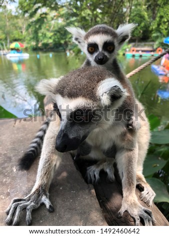 Ring tailed Lemur cute mom child