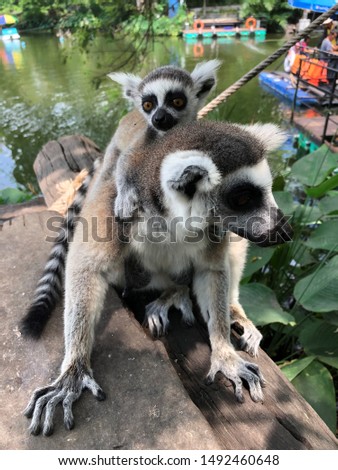 Ring tailed Lemur cute mom child